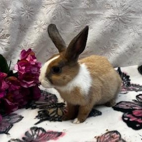 Enlarge Louise, a Adoptable Dutch in Oakland, CA image 6/6