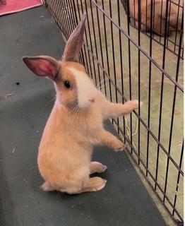 Louise, a Adoptable Dutch in Oakland, CA image 3/6