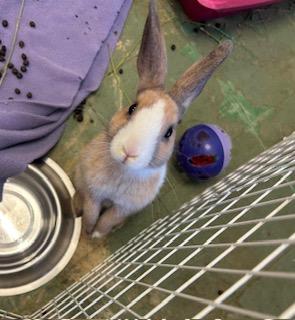 Louise, a Adoptable Dutch in Oakland, CA image 5/6