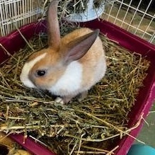 Louise, a Adoptable Dutch in Oakland, CA image 2/6