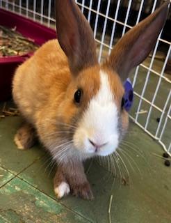 Louise, Adoptable, Young Female Dutch.