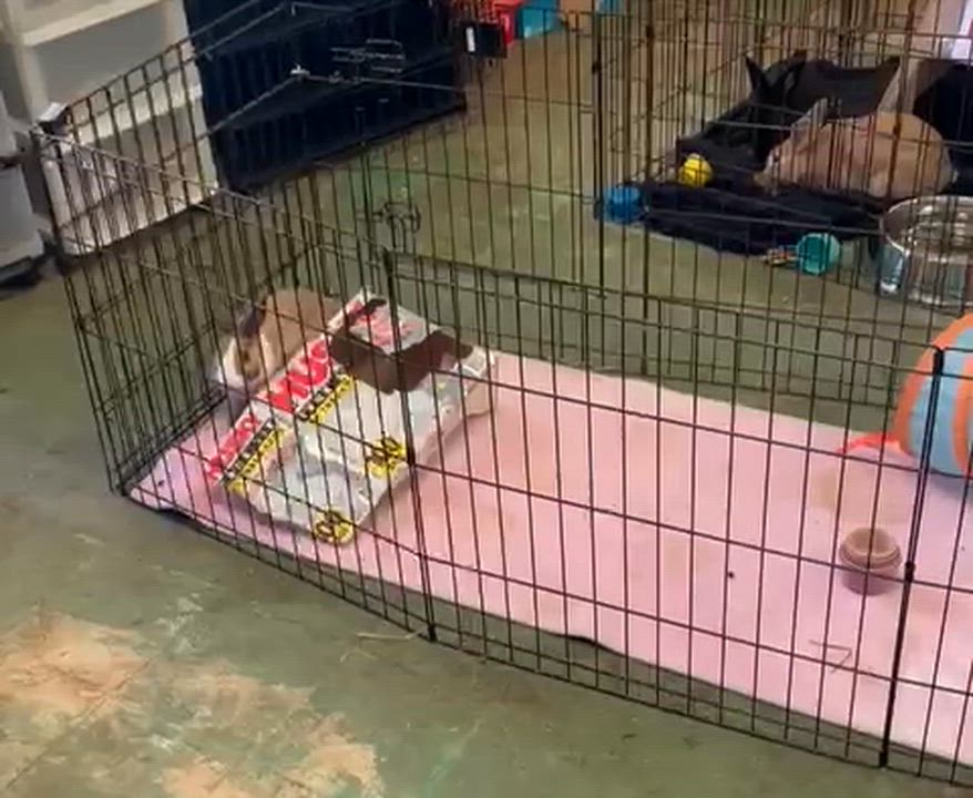 Enlarge Louise, a Adoptable Dutch in Oakland, CA video 6/6