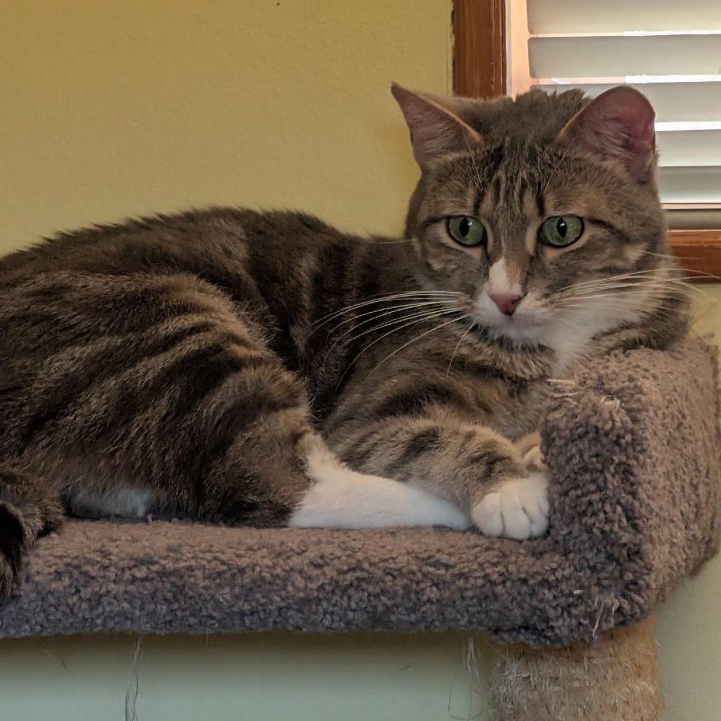 Tigytig - seeking foster home, a Adoptable Domestic Short Hair in Priest River, ID image 2/4