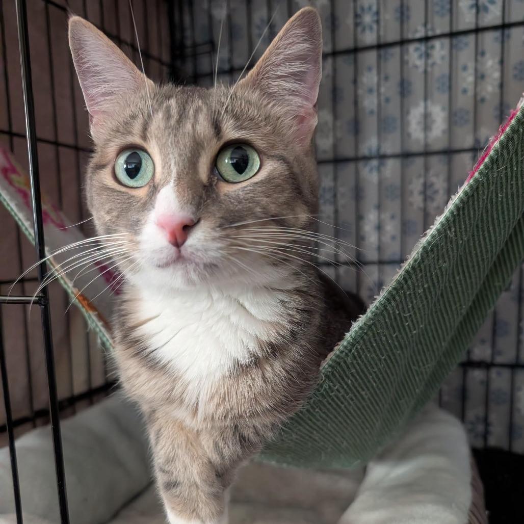 Tigytig - seeking foster home, a Adoptable Domestic Short Hair in Priest River, ID image 3/4