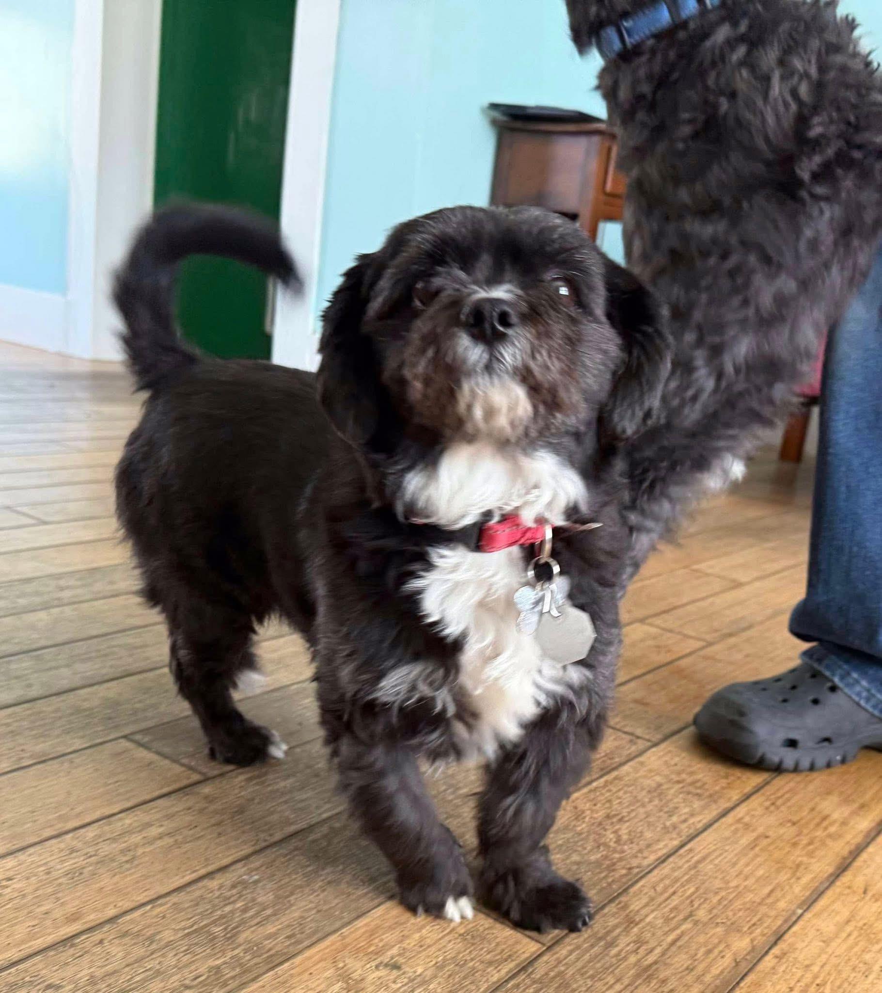 Yogi and Booboo, an adoptable Pekingese in Randolph Center, VT, 05061 | Photo Image 2
