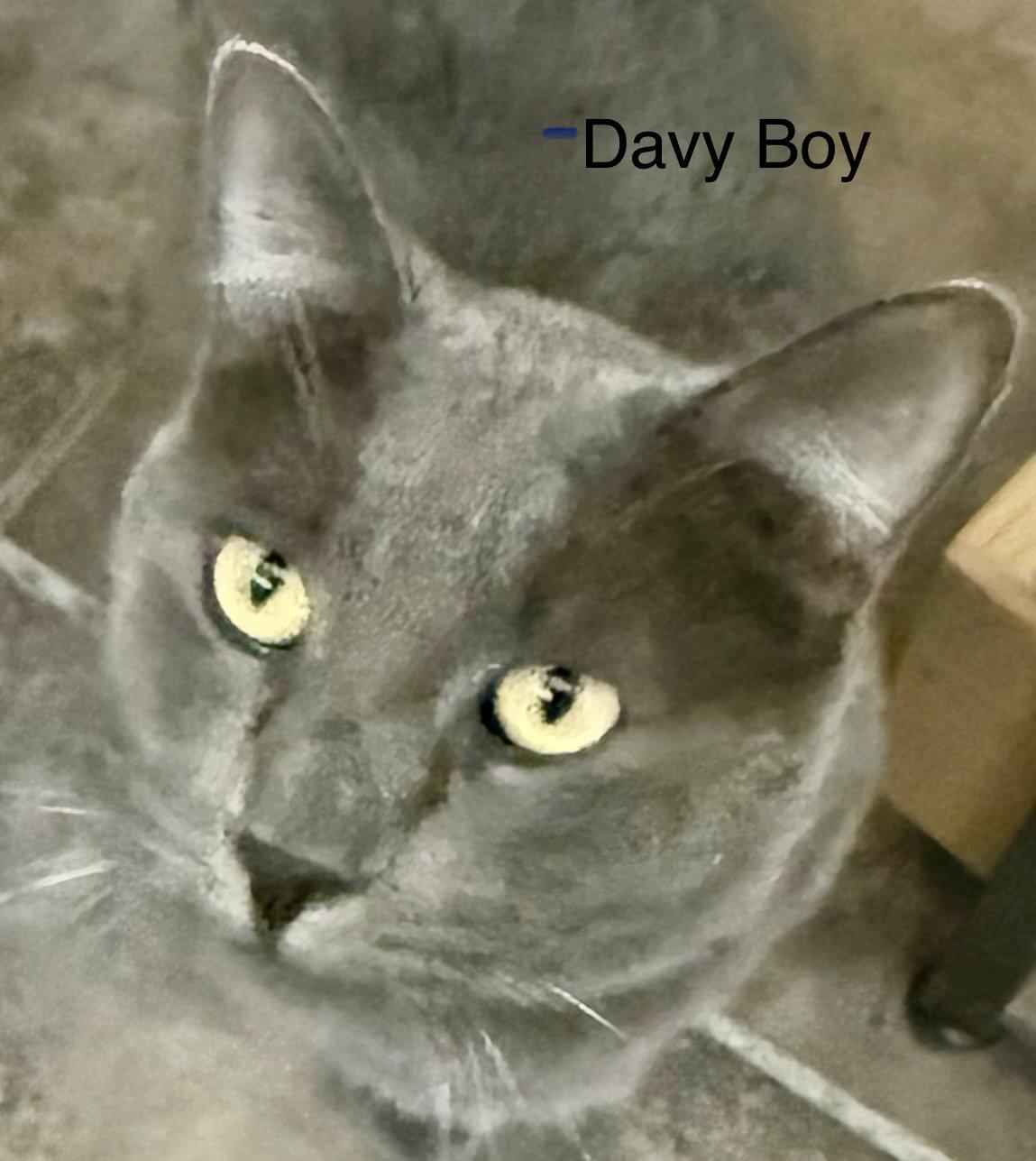 Davey Boy (FIV+), Adoptable, Adult Male Domestic Short Hair.