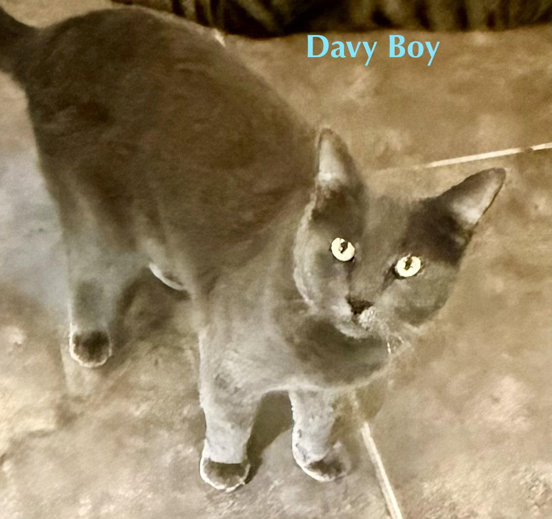 Enlarge Davey Boy (FIV+), a Adoptable Domestic Short Hair in Glendale, AZ image 2/3