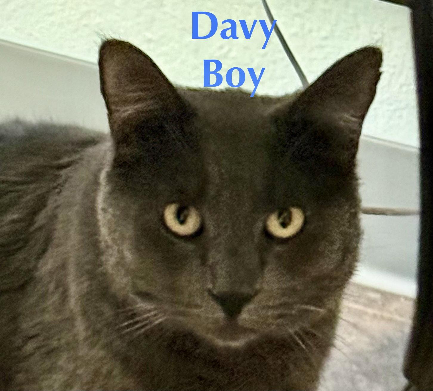 Enlarge Davey Boy (FIV+), a Adoptable Domestic Short Hair in Glendale, AZ image 3/3