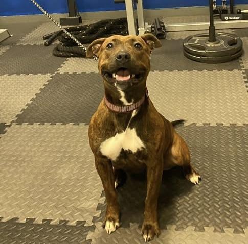 Ella, a Adoptable mixed breed in Georgetown, KY image 1/6