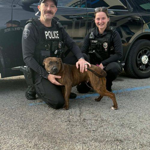 Ella, a Adoptable mixed breed in Georgetown, KY image 2/6