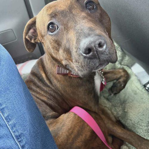 Ella, a Adoptable mixed breed in Georgetown, KY image 3/6