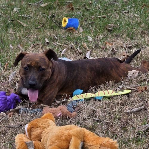 Ella, a Adoptable mixed breed in Georgetown, KY image 5/6