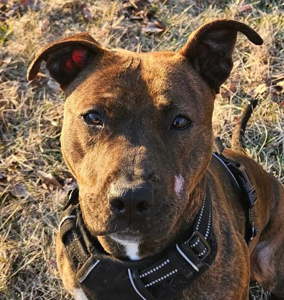 Ella, a Adoptable mixed breed in Georgetown, KY image 5/6