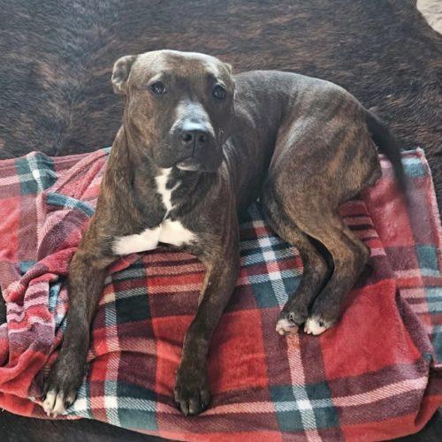 Ella, a Adoptable mixed breed in Georgetown, KY image 6/6