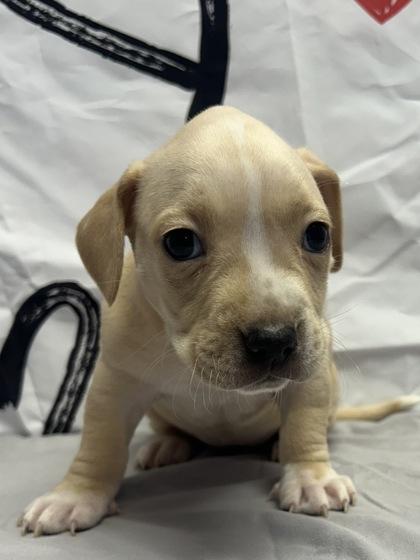 Rum Raisin — thumbnail 2