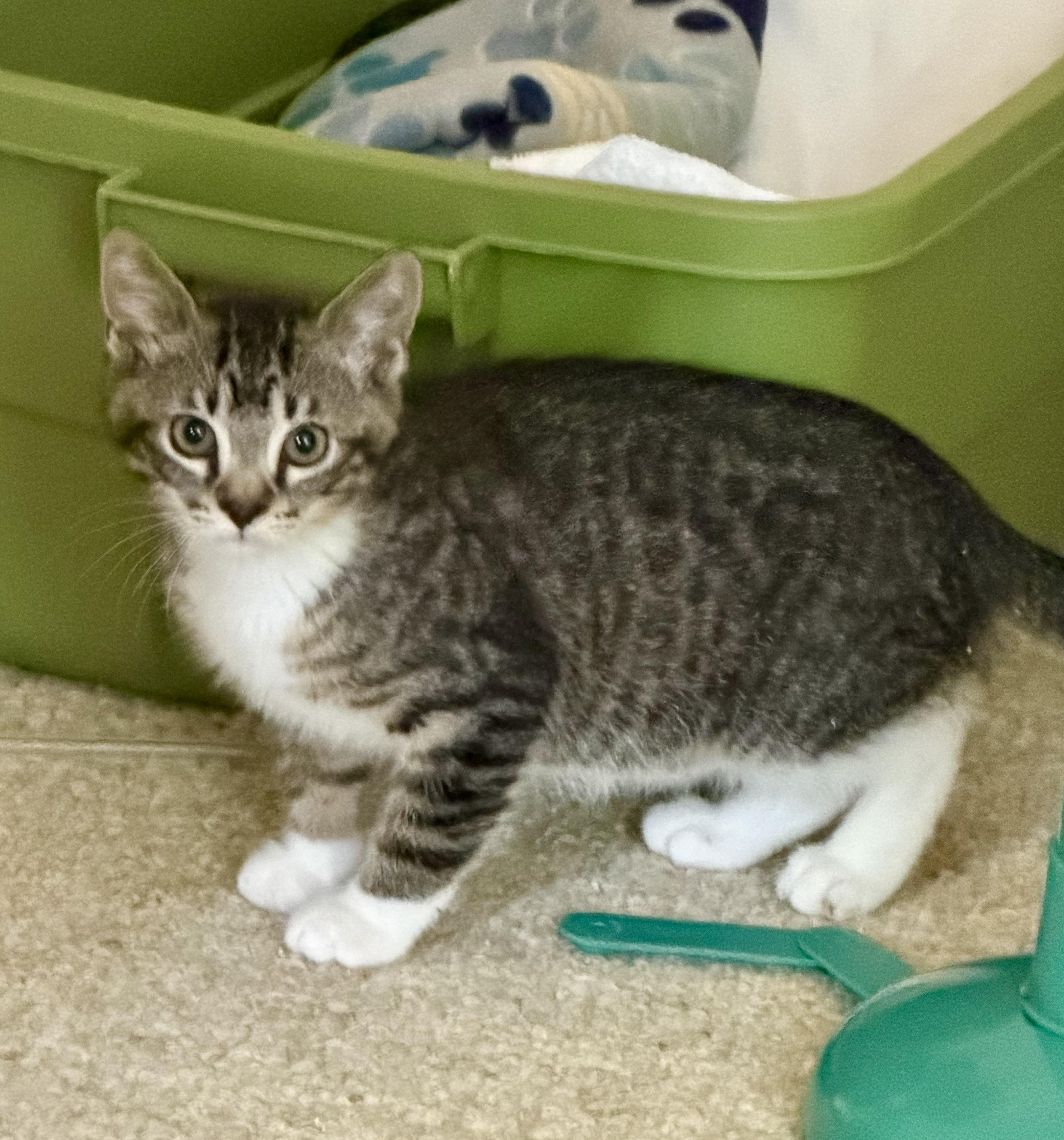 Enlarge Enid, a ADOPTABLE Domestic Short Hair in Atlanta, GA image 3/4