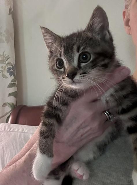 Enlarge Enid, a ADOPTABLE Domestic Short Hair in Atlanta, GA image 2/4