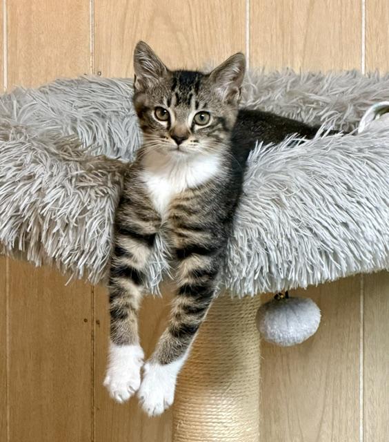 Enlarge Enid, a ADOPTABLE Domestic Short Hair in Atlanta, GA image 1/4