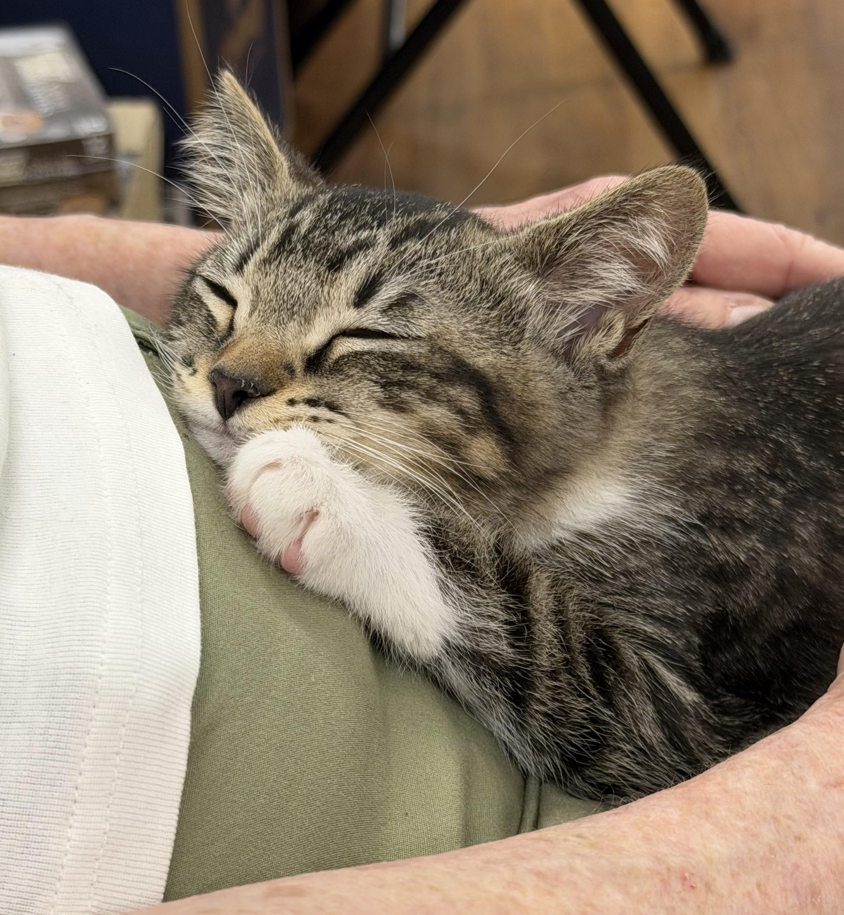 Enlarge Enid, a ADOPTABLE Domestic Short Hair in Atlanta, GA image 4/4
