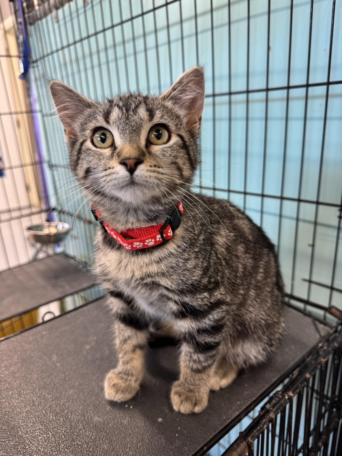 Freedom, a Adoptable Tabby in Morris, MN image 3/4