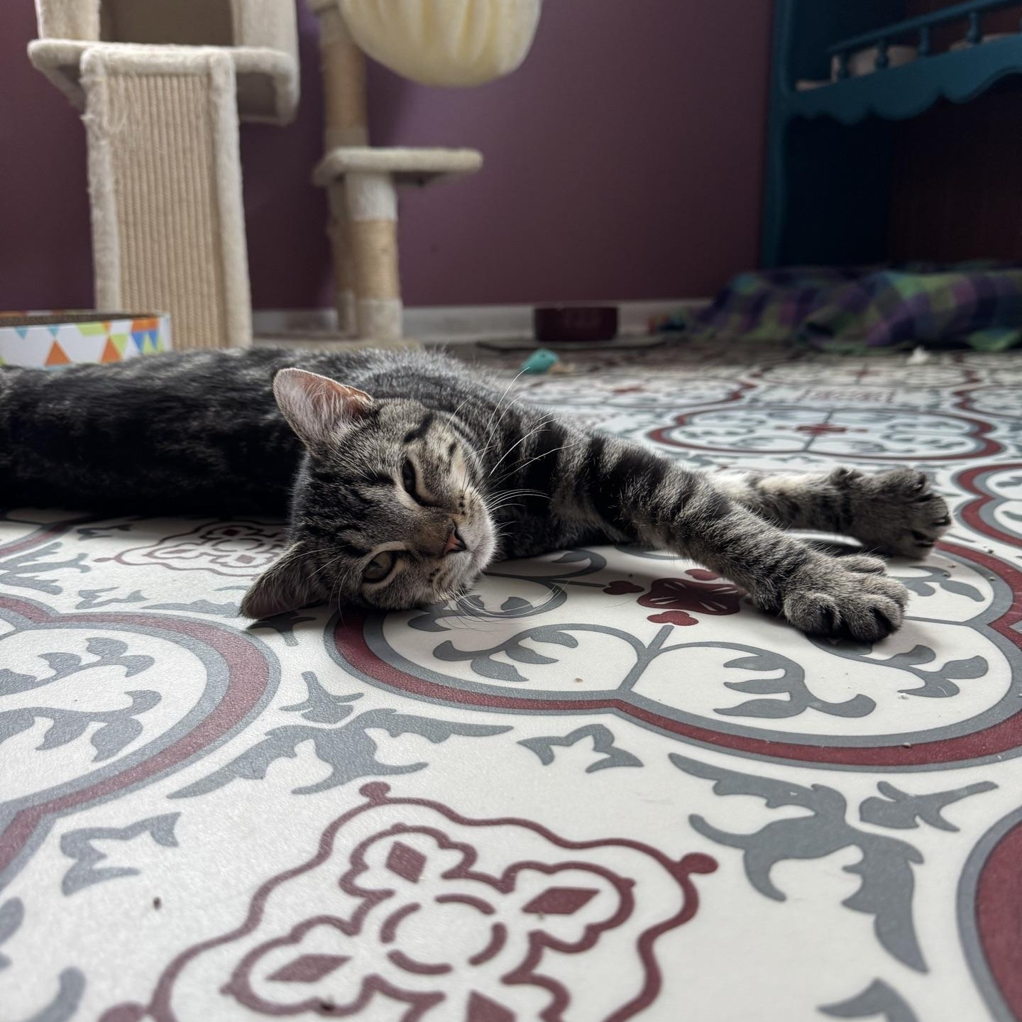Freedom, a Adoptable Tabby in Morris, MN image 4/6