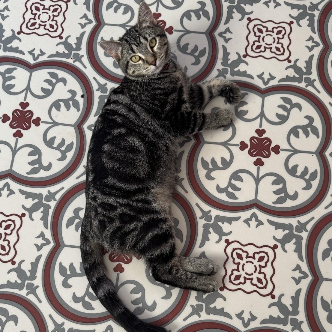 Freedom, Adoptable, Young Female Tabby.