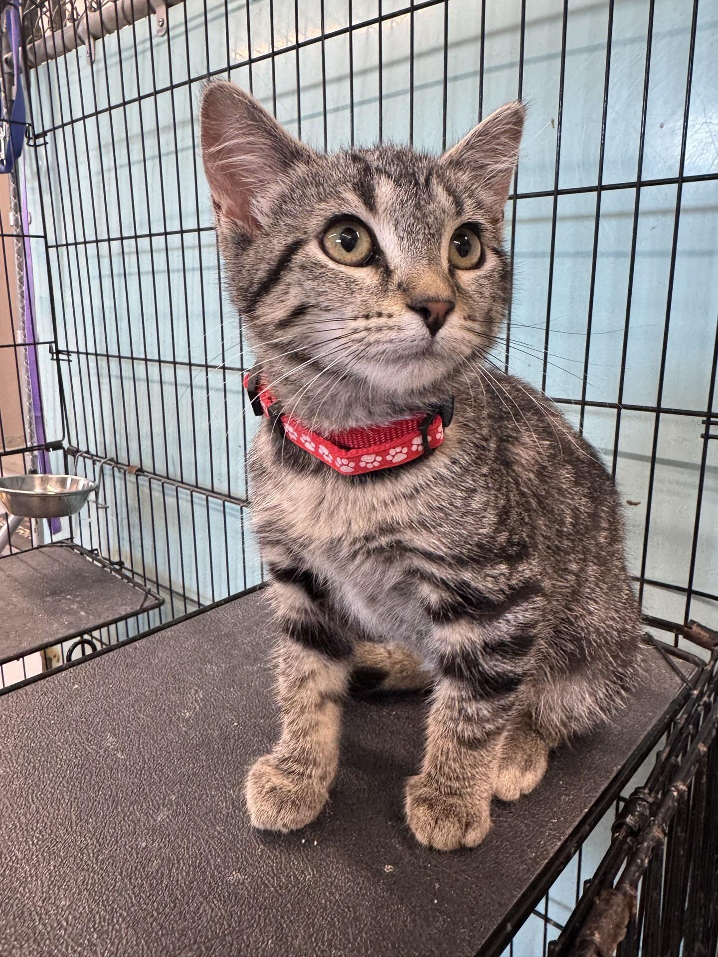 Freedom, Adoptable, Kitten Female Tabby.