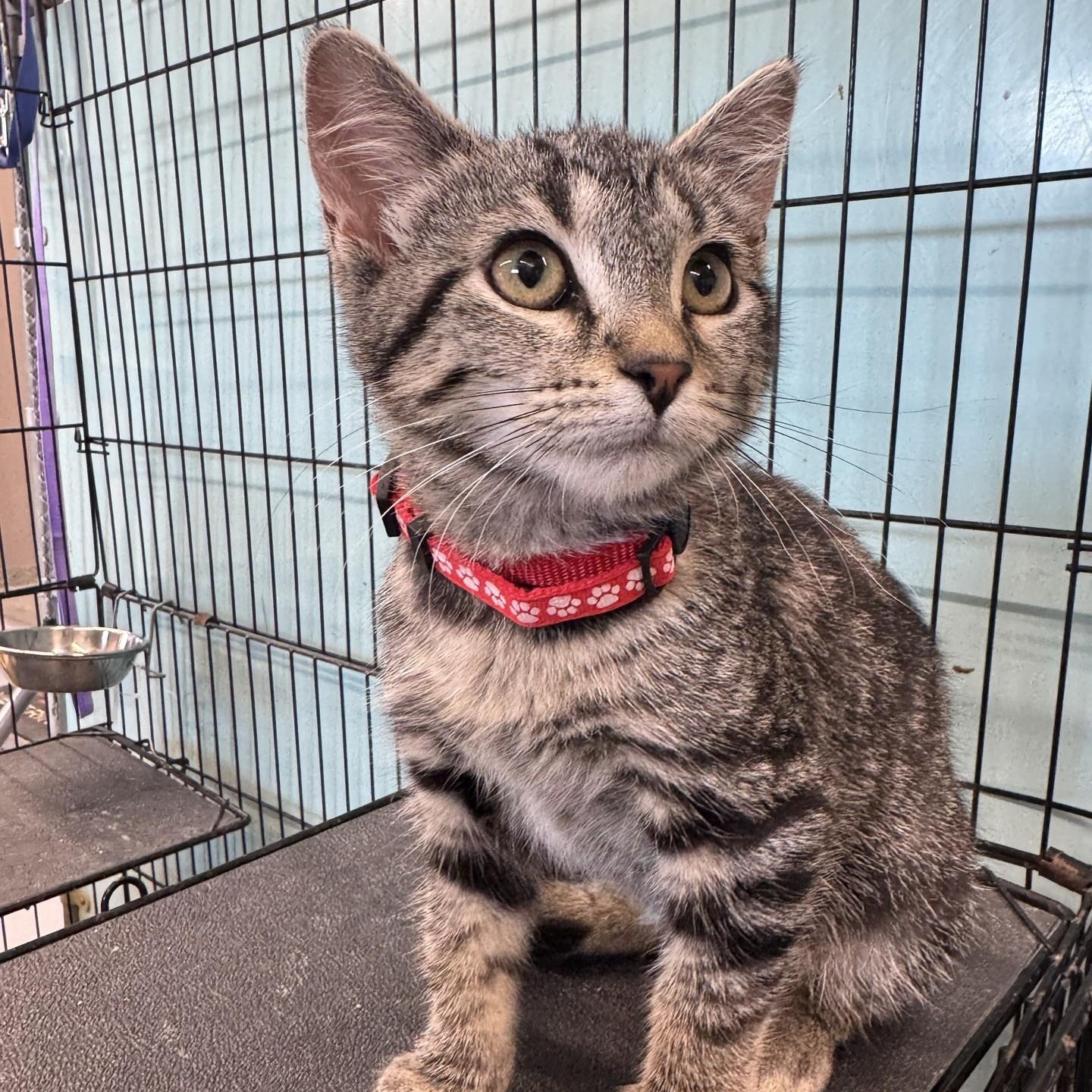 Freedom, a Adoptable Tabby in Morris, MN image 3/6