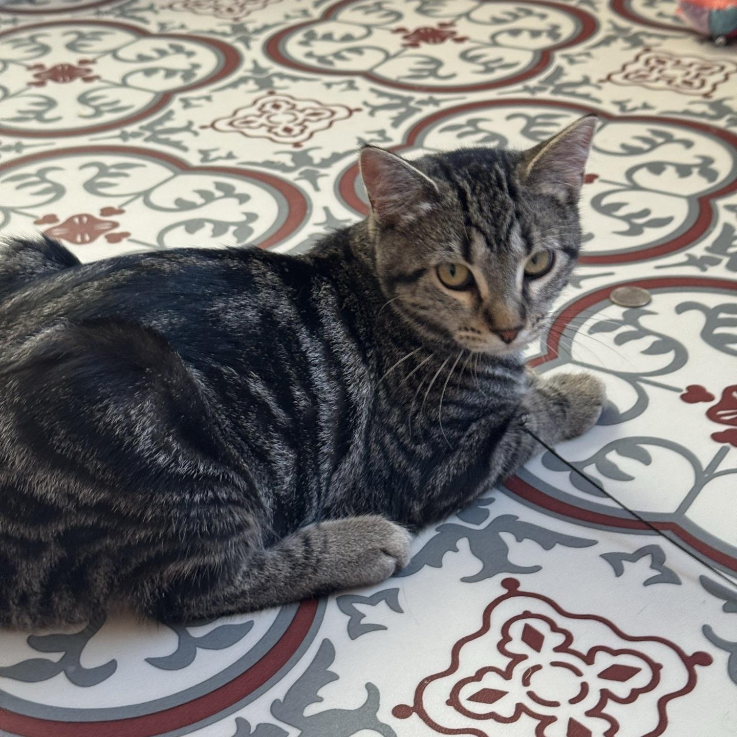 Freedom, a Adoptable Tabby in Morris, MN image 2/6
