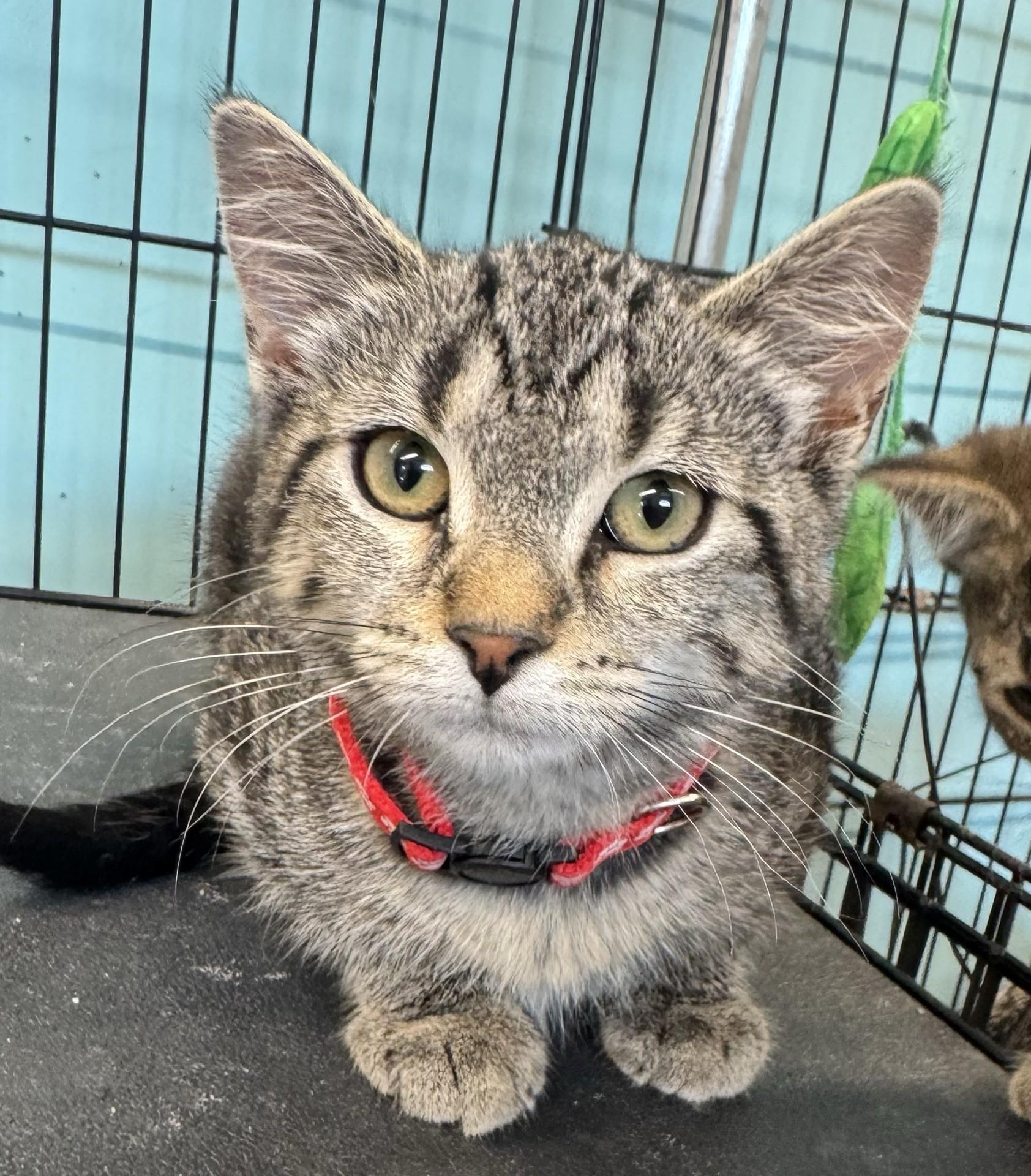 Freedom, a Adoptable Tabby in Morris, MN image 2/4