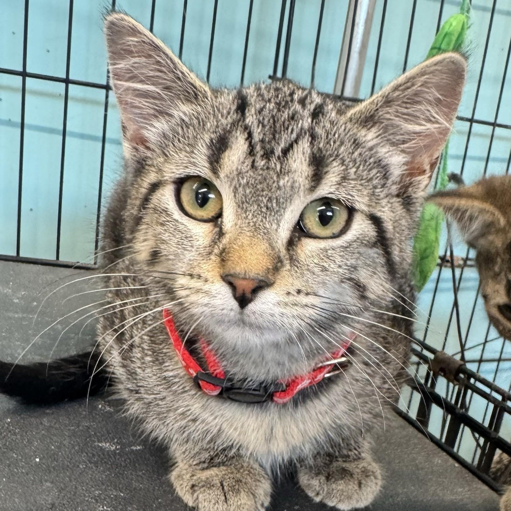 Freedom, a Adoptable Tabby in Morris, MN image 5/6