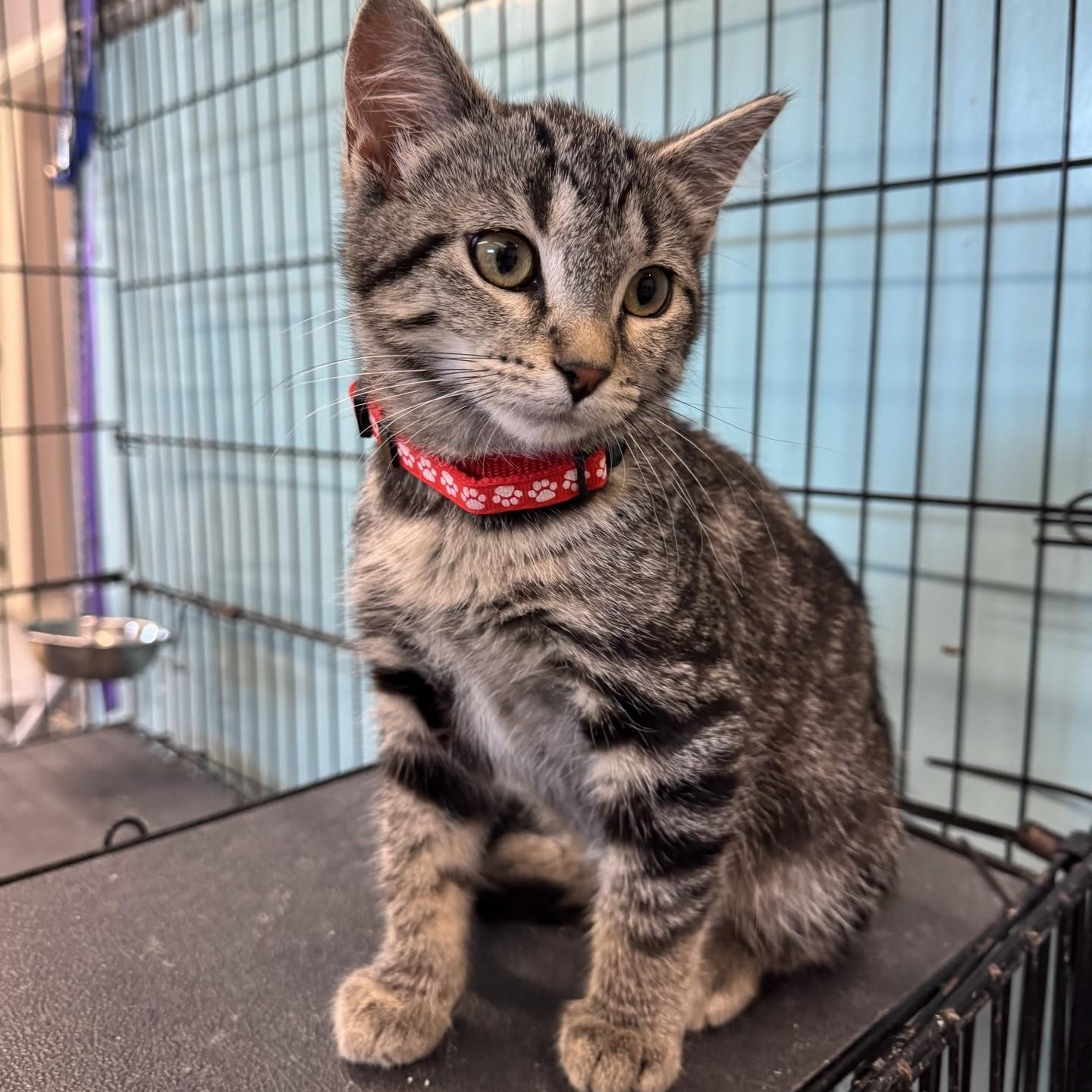 Freedom, a Adoptable Tabby in Morris, MN image 6/6