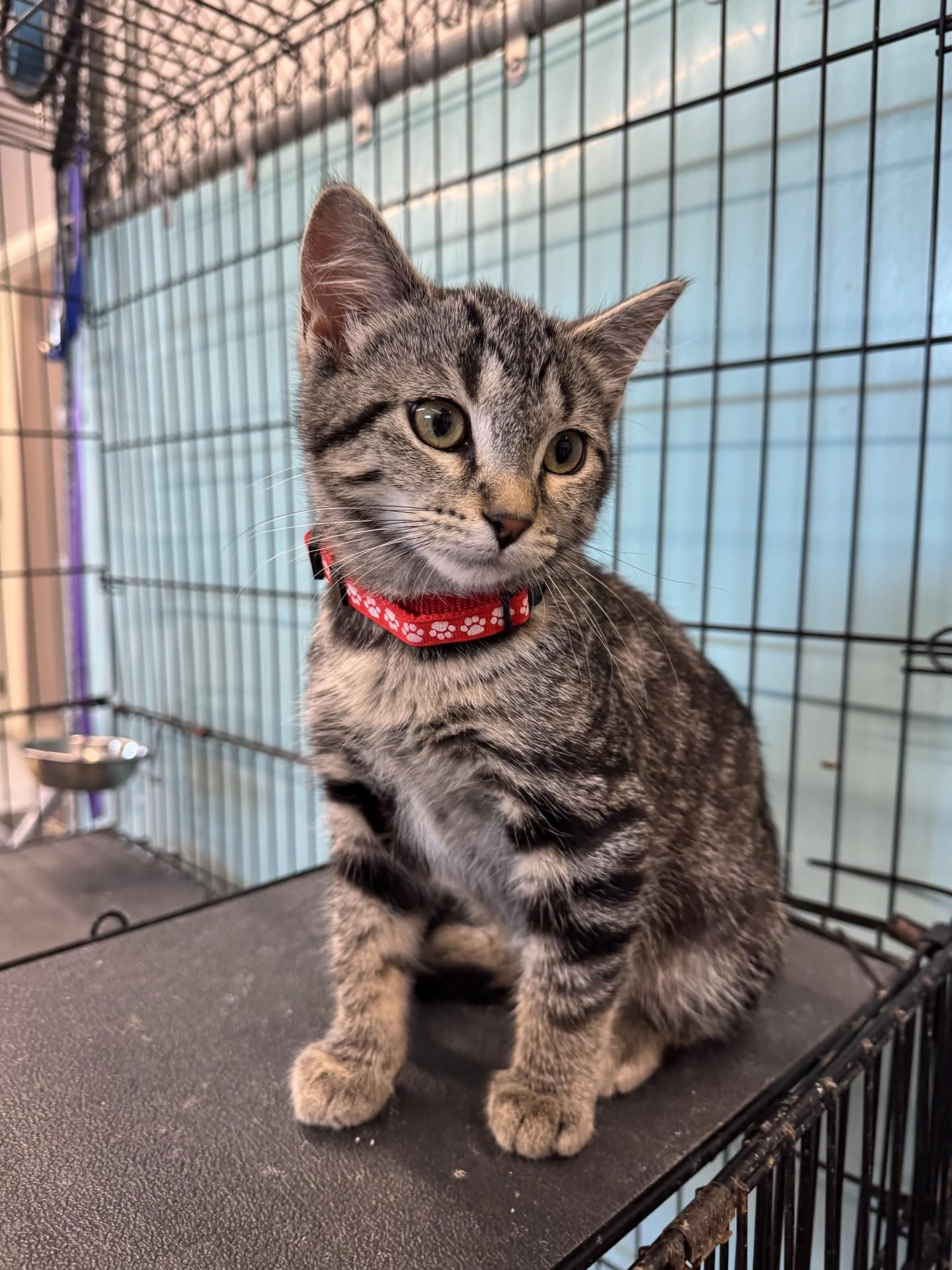 Freedom, a Adoptable Tabby in Morris, MN image 4/4