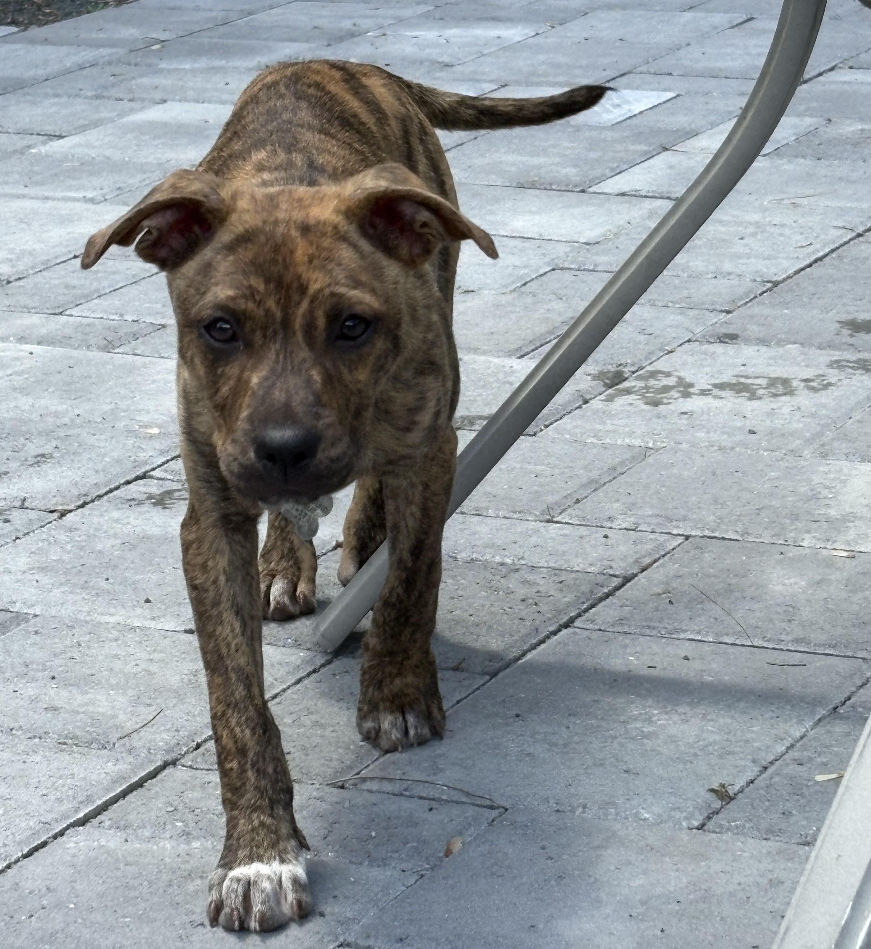 Chicken Wrap thumbnail 6