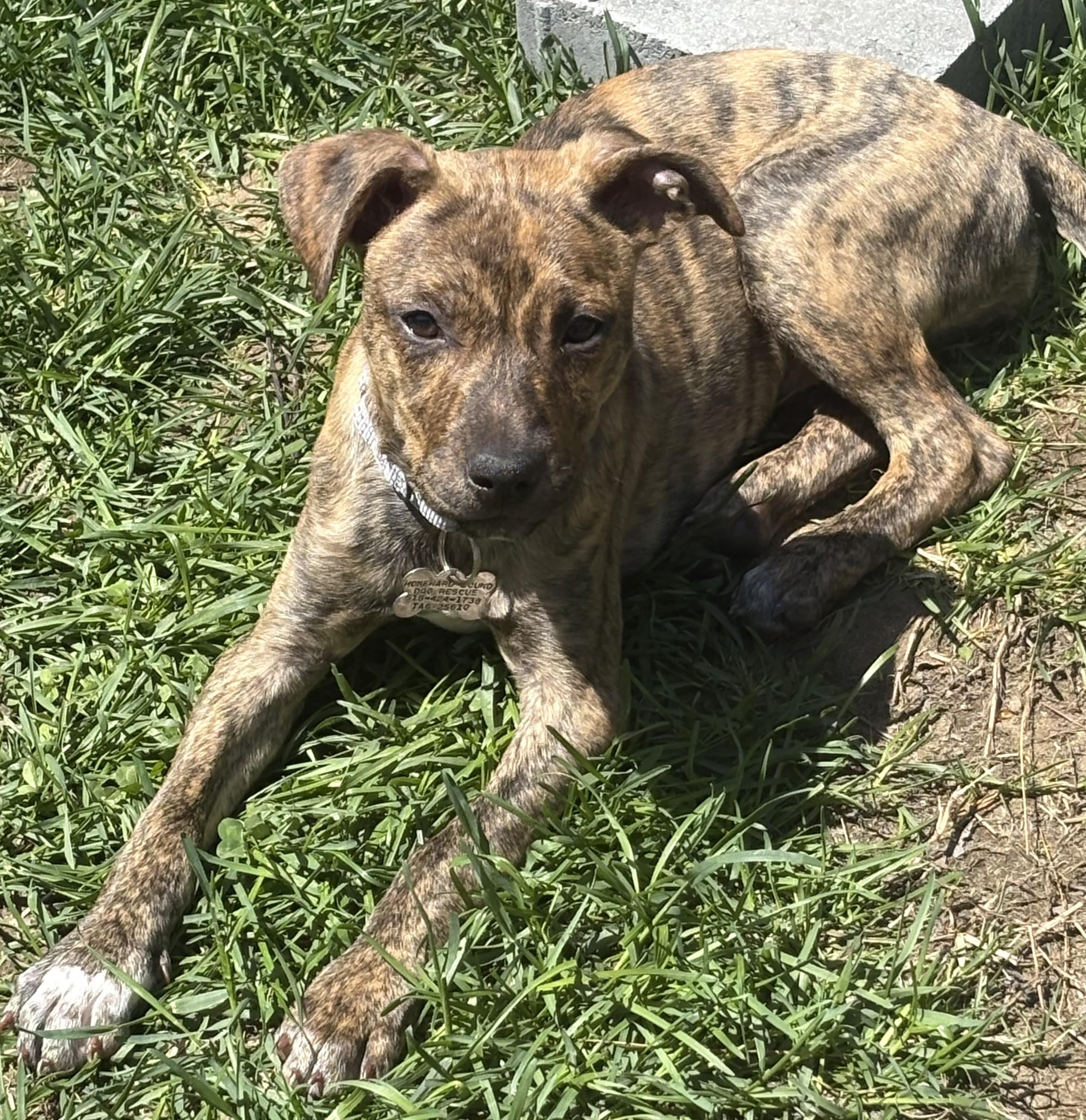 Chicken Wrap thumbnail 3