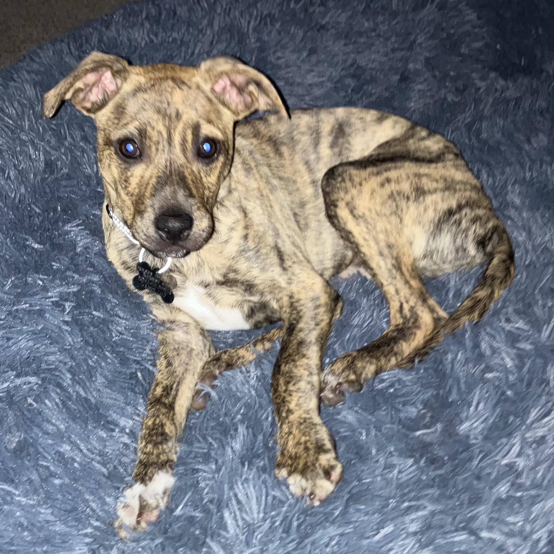 Chicken Wrap thumbnail 5