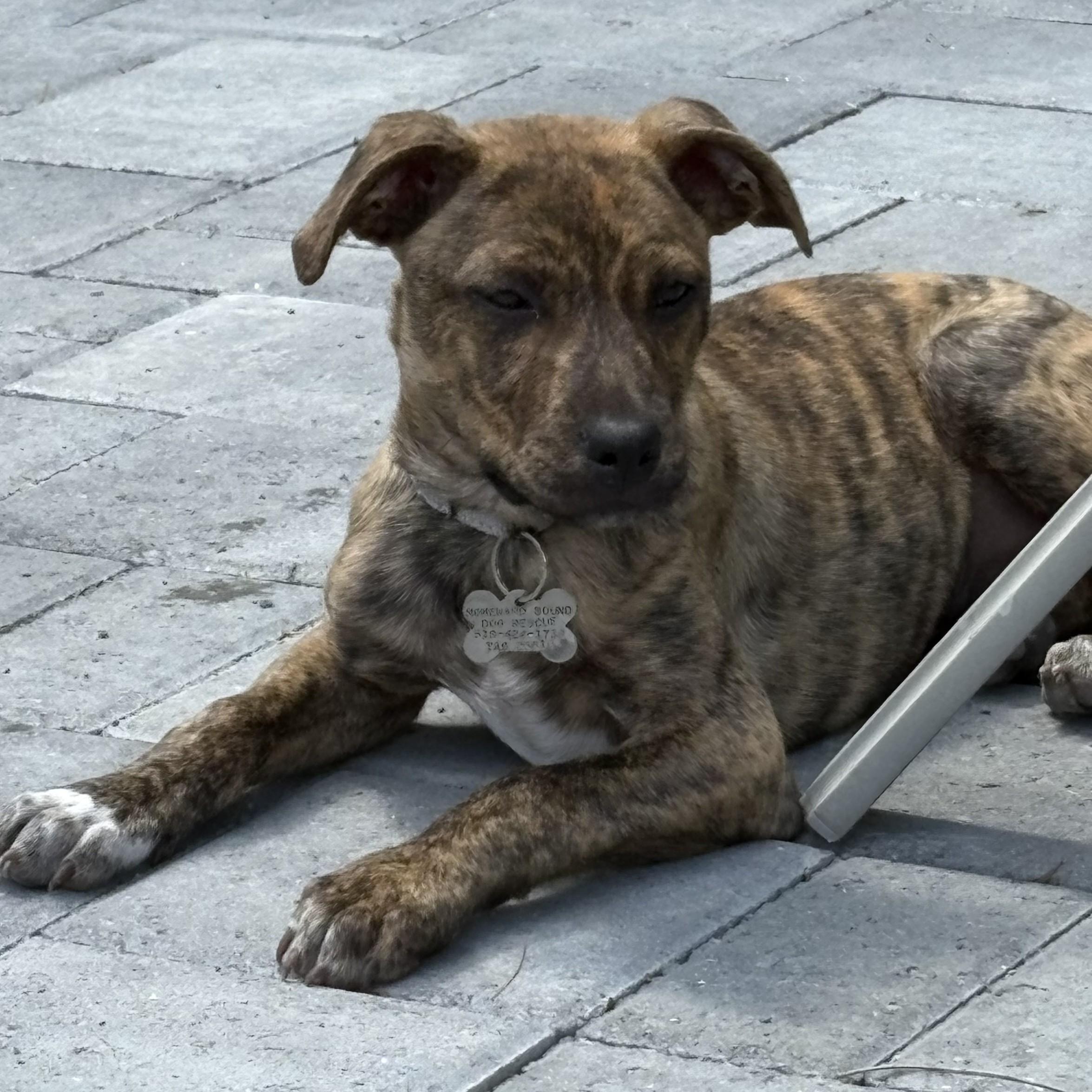 Chicken Wrap thumbnail 2