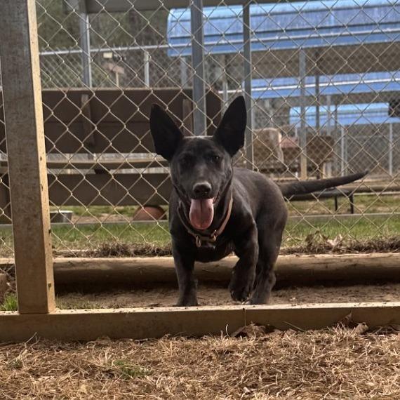 Cinders, Adoptable, Young Female Dachshund.