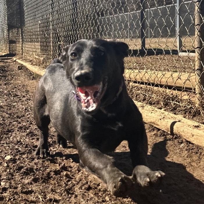 Enlarge Cinders, a Adoptable Dachshund in Blue Ridge, GA image 2/4
