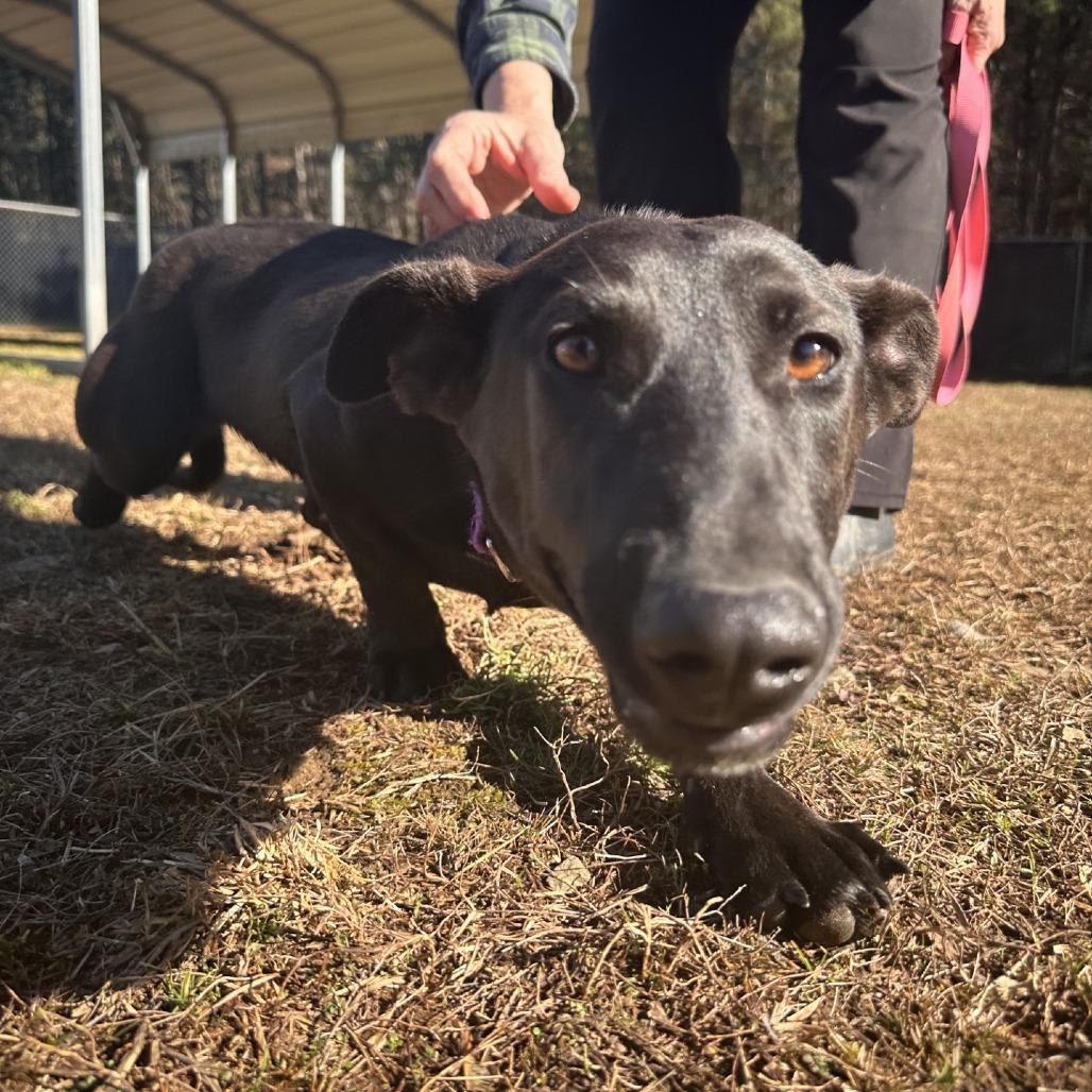 Enlarge Cinders, a Adoptable Dachshund in Blue Ridge, GA image 3/4