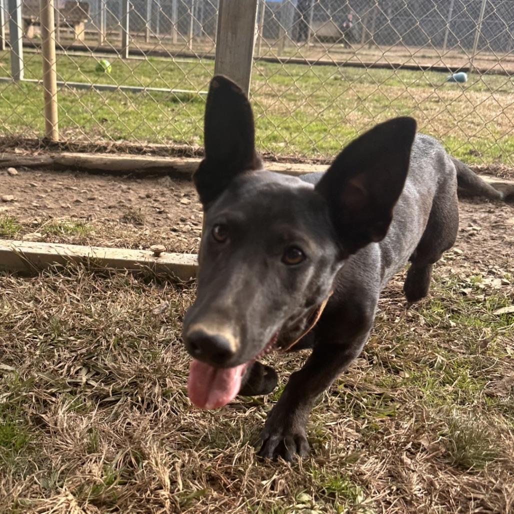 Enlarge Cinders, a Adoptable Dachshund in Blue Ridge, GA image 4/4