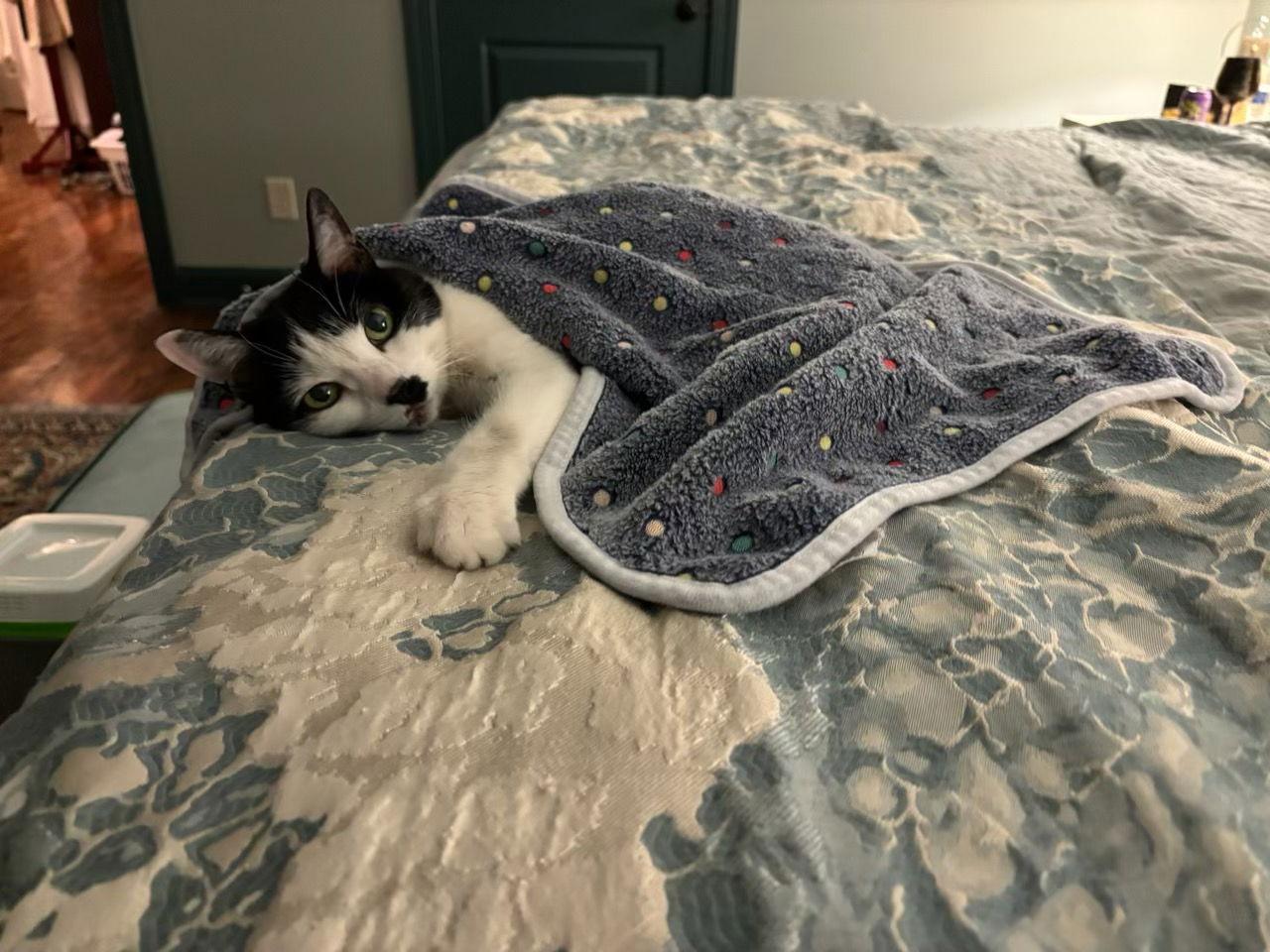 June Bug, Adoptable, Senior Female Domestic Short Hair.