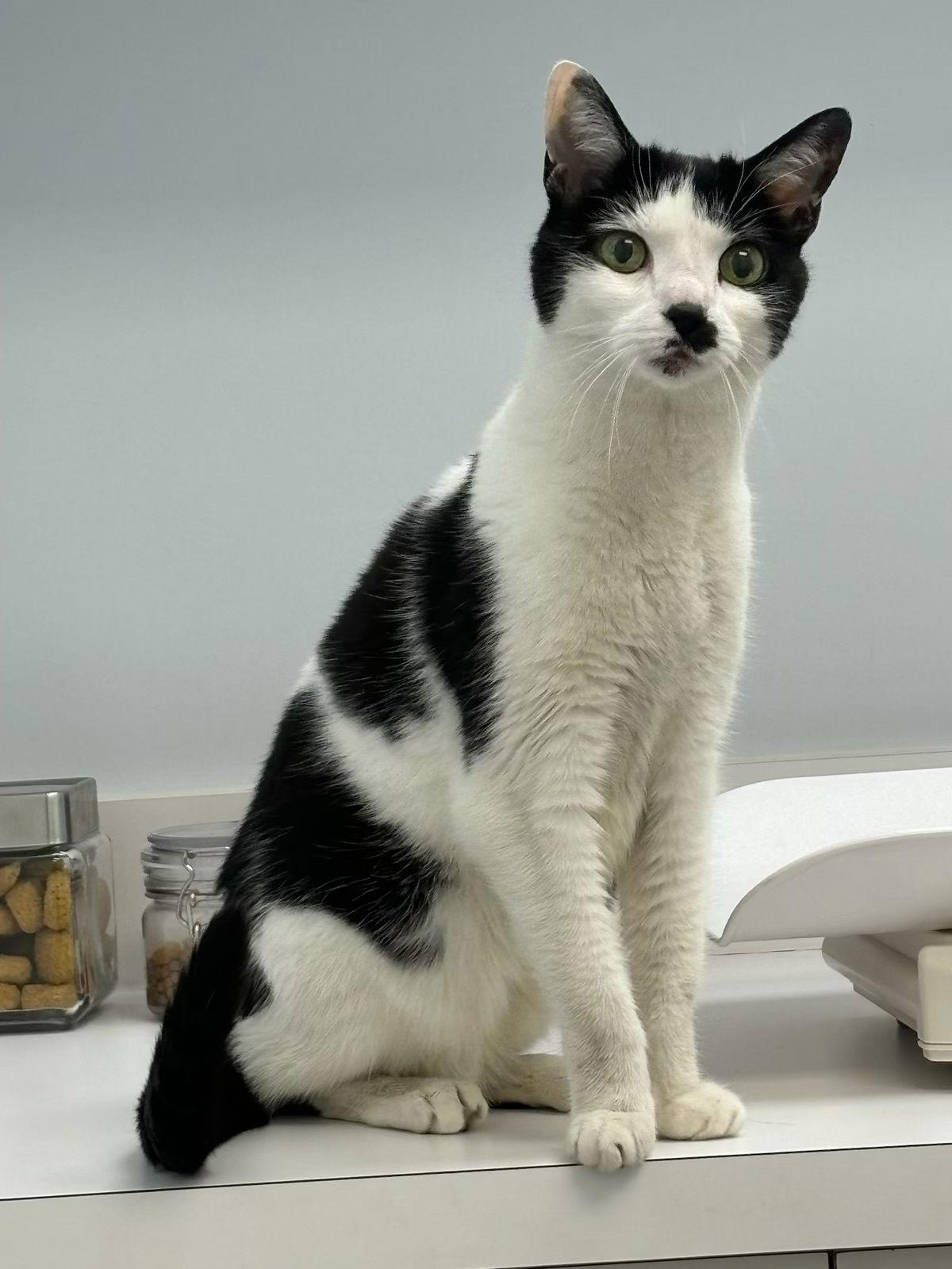 Enlarge June Bug, a Adoptable Domestic Short Hair in Buford, GA image 3/3