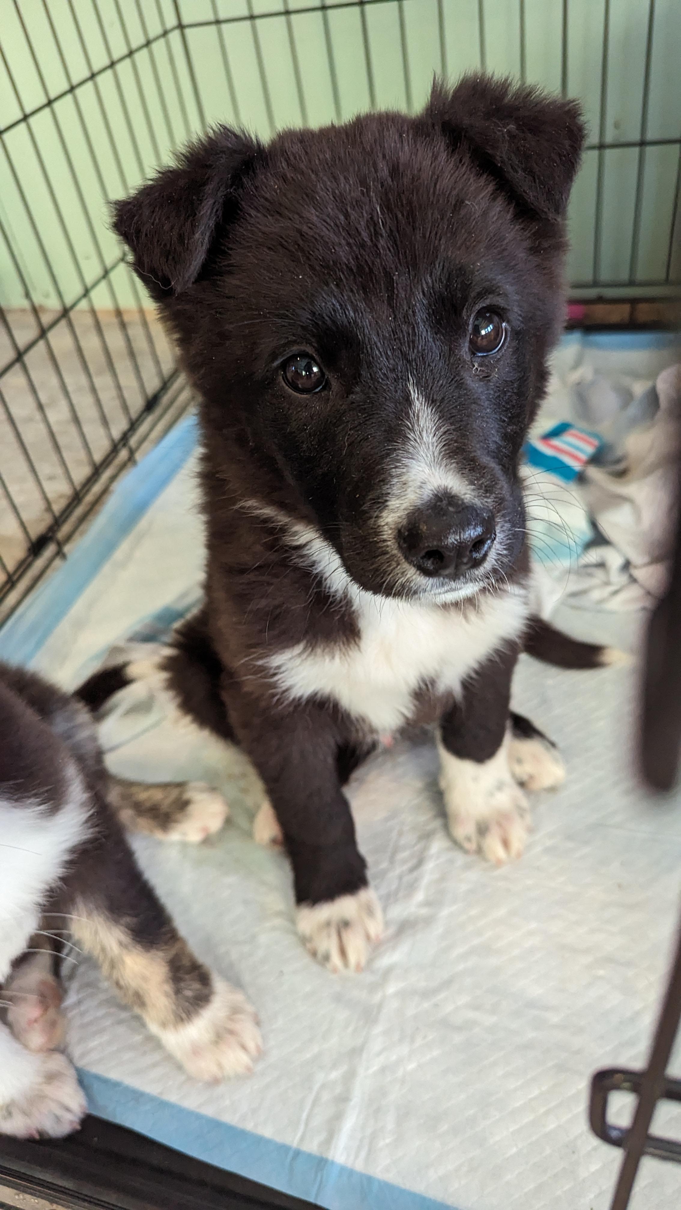 Enlarge Sam, a Adopted mixed breed in Castle Dale, UT image 1/3