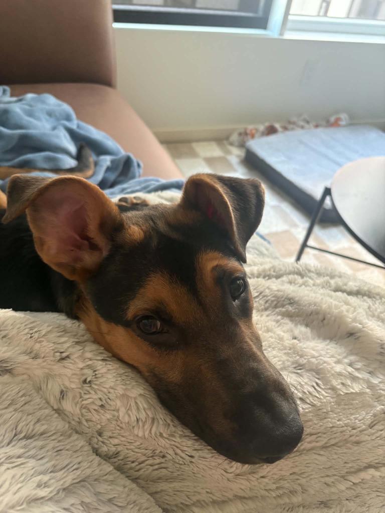 Enlarge TikTok, a Adoptable mixed breed in Raleigh, NC image 1/6