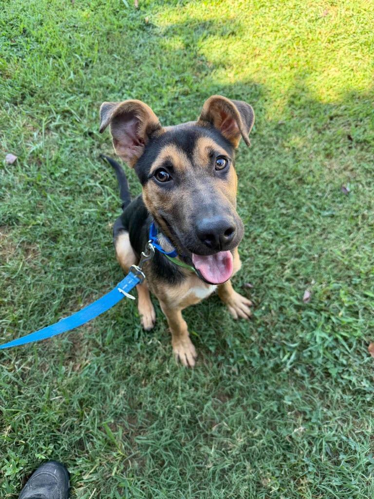 Enlarge TikTok, a Adoptable mixed breed in Raleigh, NC image 2/6