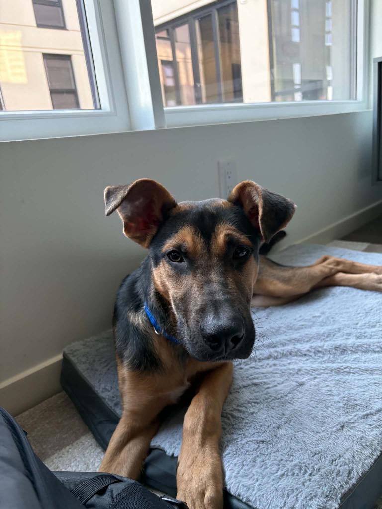Enlarge TikTok, a Adoptable mixed breed in Raleigh, NC image 3/6