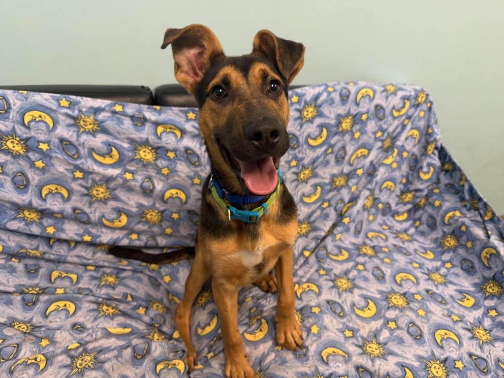 Enlarge TikTok, a Adoptable mixed breed in Raleigh, NC image 4/6