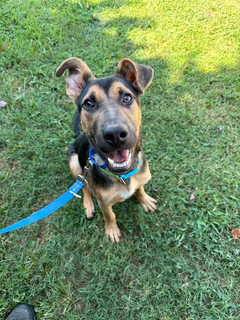 Enlarge TikTok, a Adoptable mixed breed in Raleigh, NC image 5/6