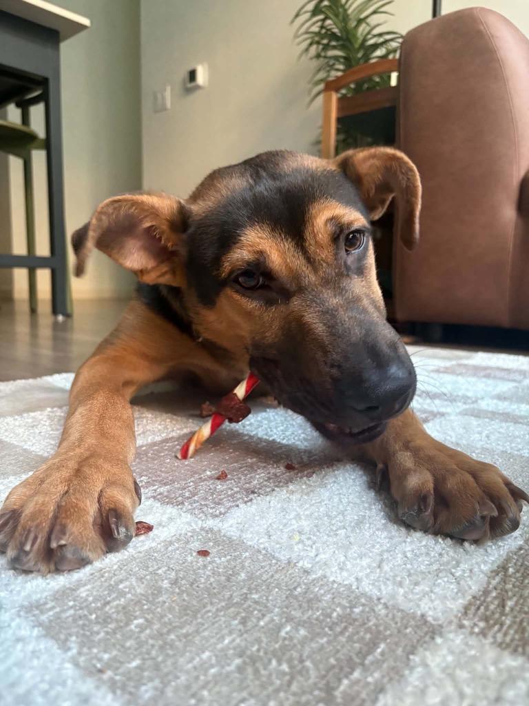 Enlarge TikTok, a Adoptable mixed breed in Raleigh, NC image 6/6